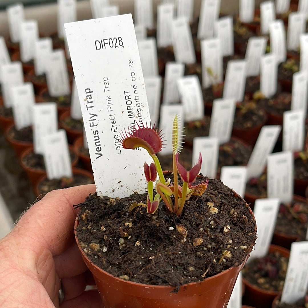 Venus Fly Trap, 'Large Erect Pink Trap.' Special Import. - Bonsai