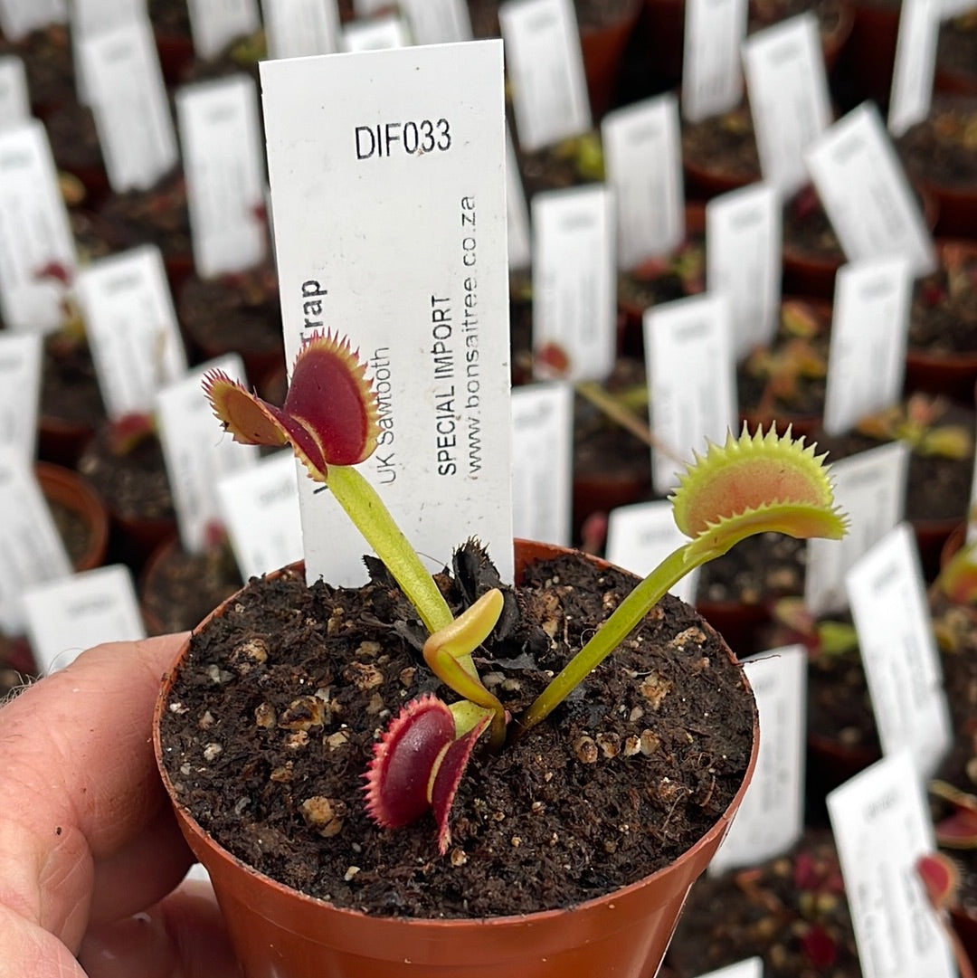Venus Fly Trap, 'UK Sawtooth.' Special Import. - 2 year old plant. 7.5cm plastic container. - Carnivorous Plant