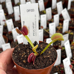 Venus Fly Trap, 'UK Sawtooth.' Special Import. -  2 year old plant. 7.5cm plastic container. - Carnivorous Plant