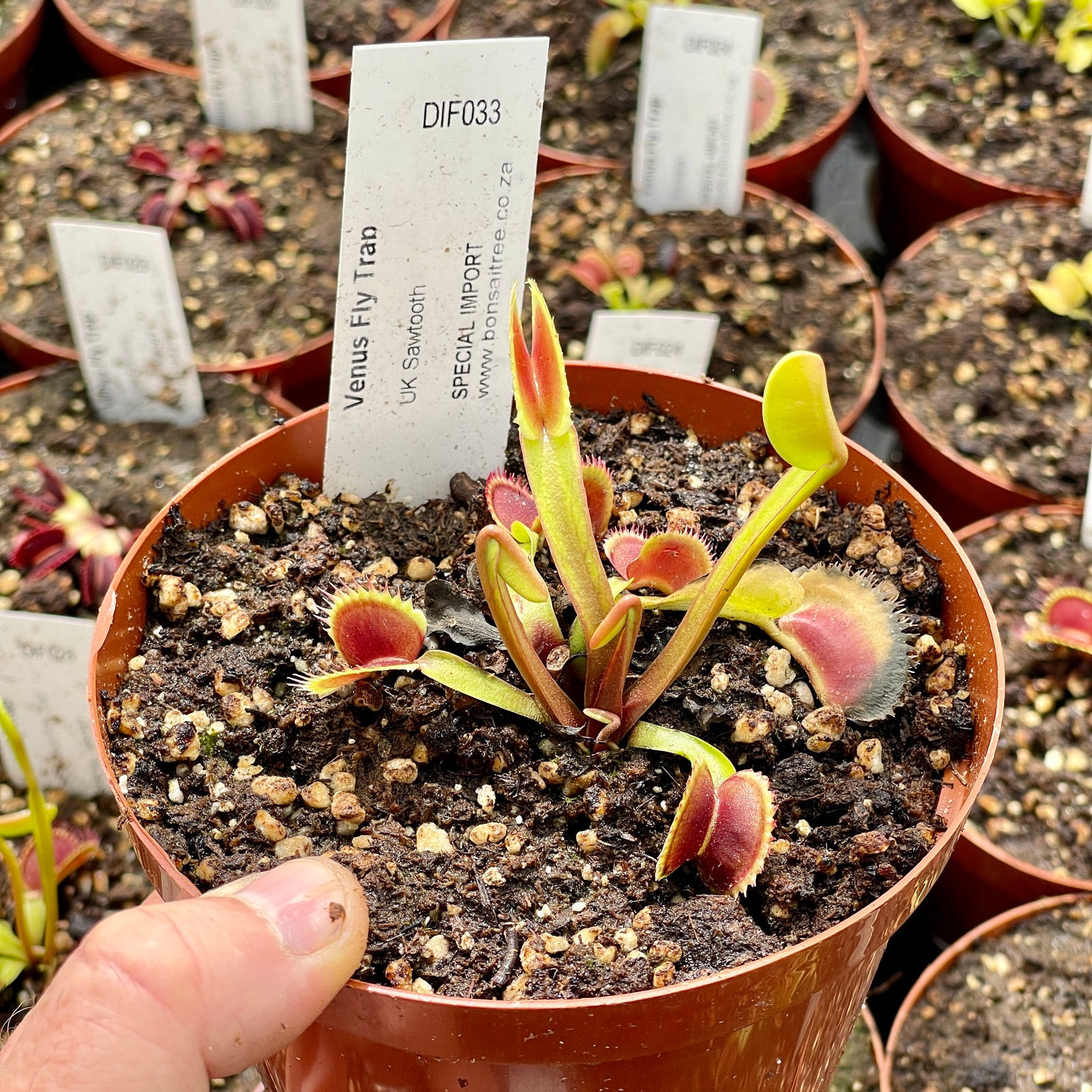 Venus Fly Trap, 'UK Sawtooth.' Special Import. -   - Carnivorous Plant