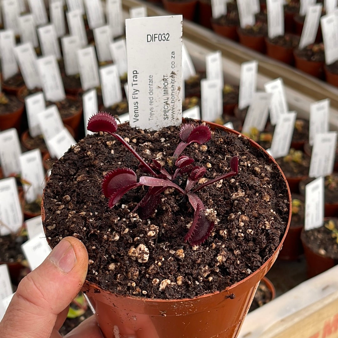 Venus Fly Trap, 'Trev's red dentate.' Special Import. - 2 year old plant. 7.5cm plastic container. - Carnivorous Plant