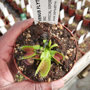 Venus Fly Trap, 'B52.' Special Import. -   - Carnivorous Plant