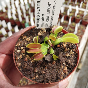 Venus Fly Trap, 'Microdent.' Special Import. -   - Carnivorous Plant