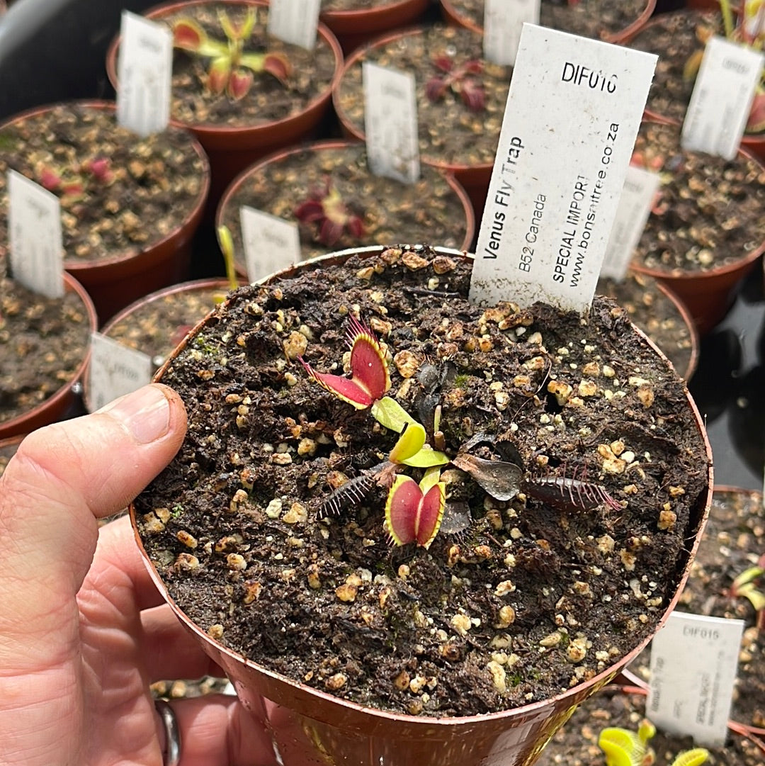 Venus Fly Trap, 'B52 Canada.' Special Import. -   - Carnivorous Plant