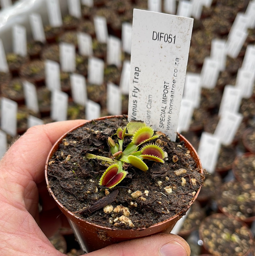 Venus Fly Trap, 'Giant Clam.' Special Import. - 2 year old plant. 7.5cm plastic container. - Carnivorous Plant