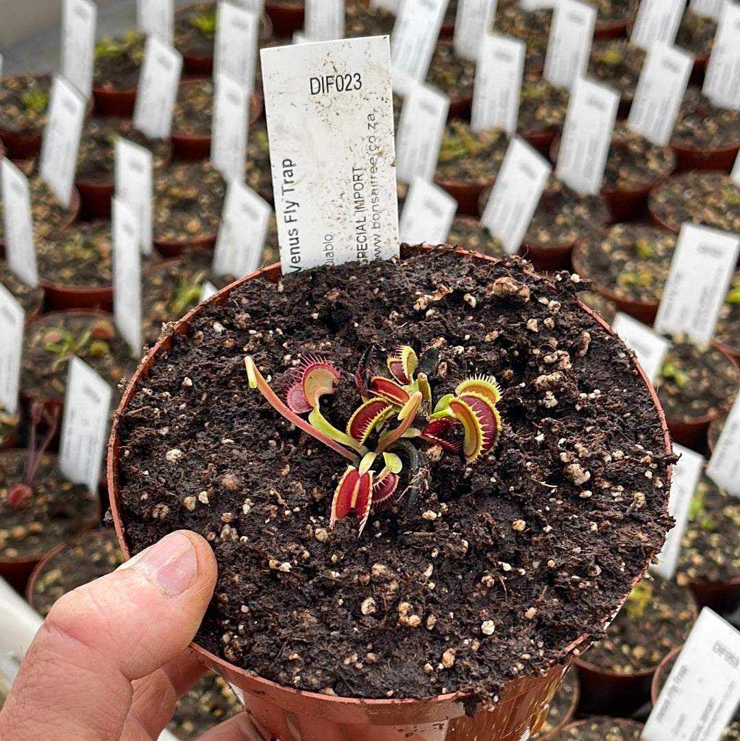 Venus Fly Trap, 'Diablo.' Special Import. -   - Carnivorous Plant