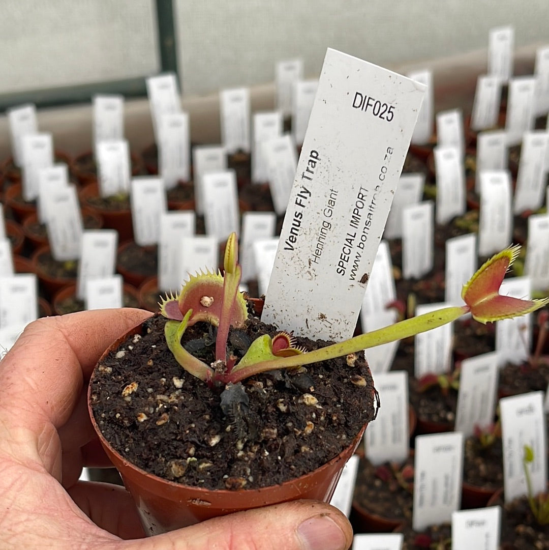 Venus Fly Trap, 'Henning Giant.' Special Import. - - Carnivorous Plant