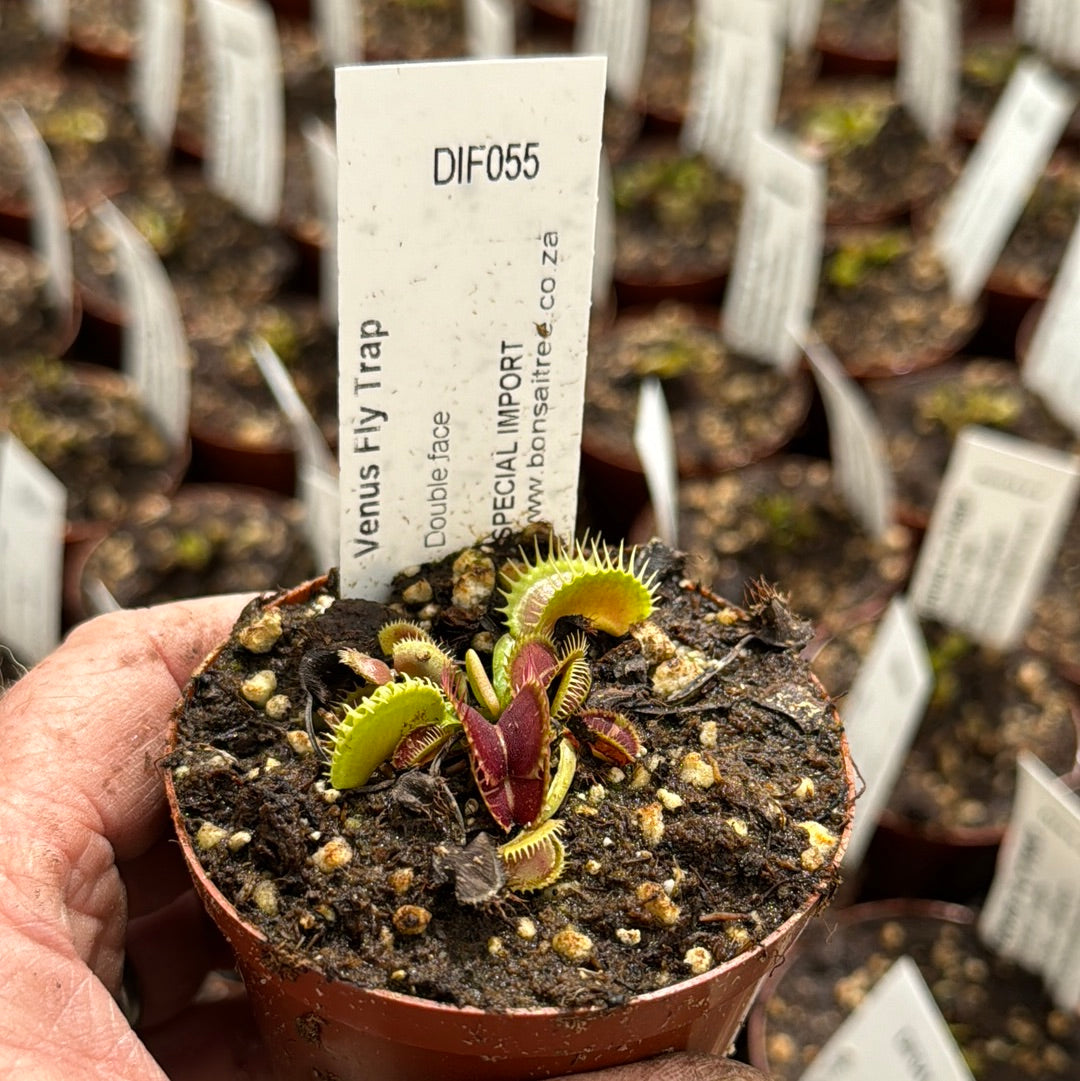 Venus Fly Trap, 'Double face.' Collectible import. - 2 year old plant. 7.5cm plastic container. - Carnivorous Plant
