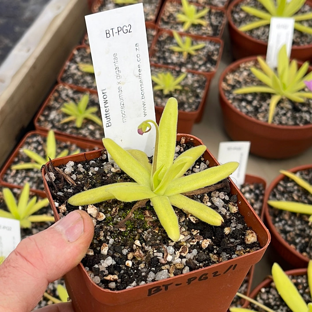 Butterwort, Pinguicula moctezumae x gigantae by Bizarre Tropicals