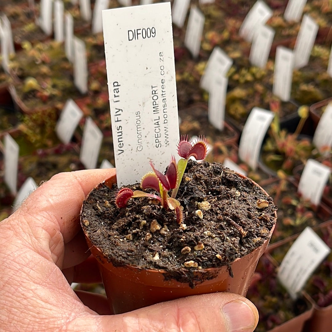 Venus Fly Trap, 'Ginormous.' Special Import. - - Carnivorous Plant
