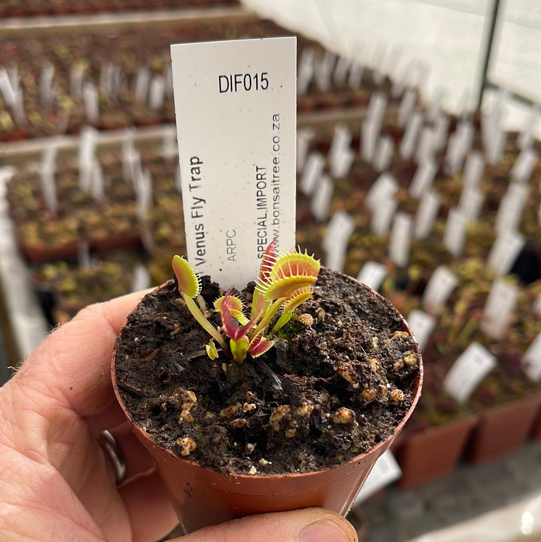 Venus Fly Trap, 'ARPC.' Special Import - 2 year old plant. 7.5cm plastic container. - Carnivorous Plant