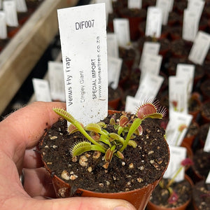 Venus Fly Trap, 'Dingley Giant.' Special Import. -  2 year old plant. 7.5cm plastic container. - Carnivorous Plant