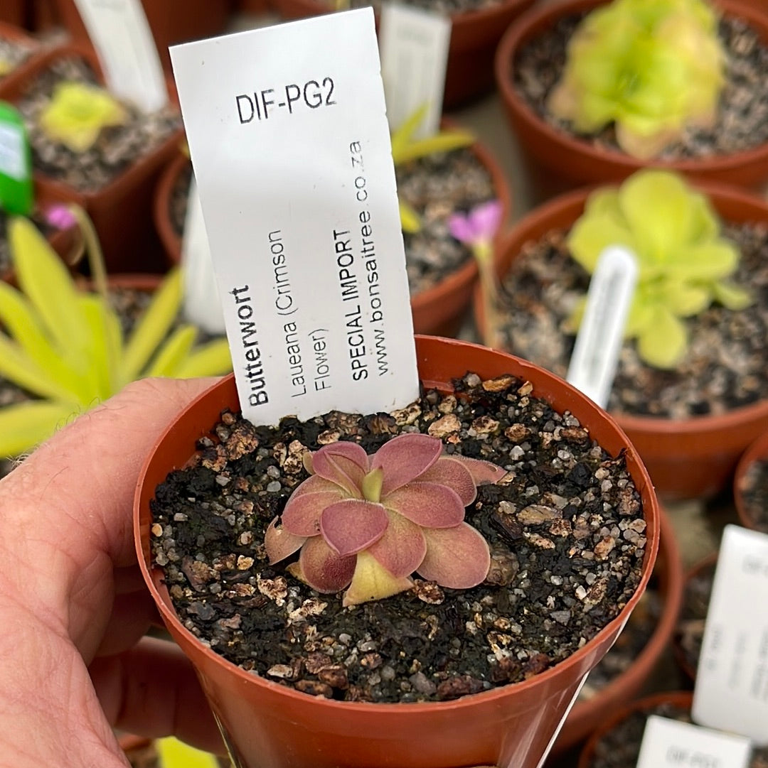 Butterwort, Pinguicula 'Laueana (Crimson Flower).' Special Import -   - Carnivorous Plant