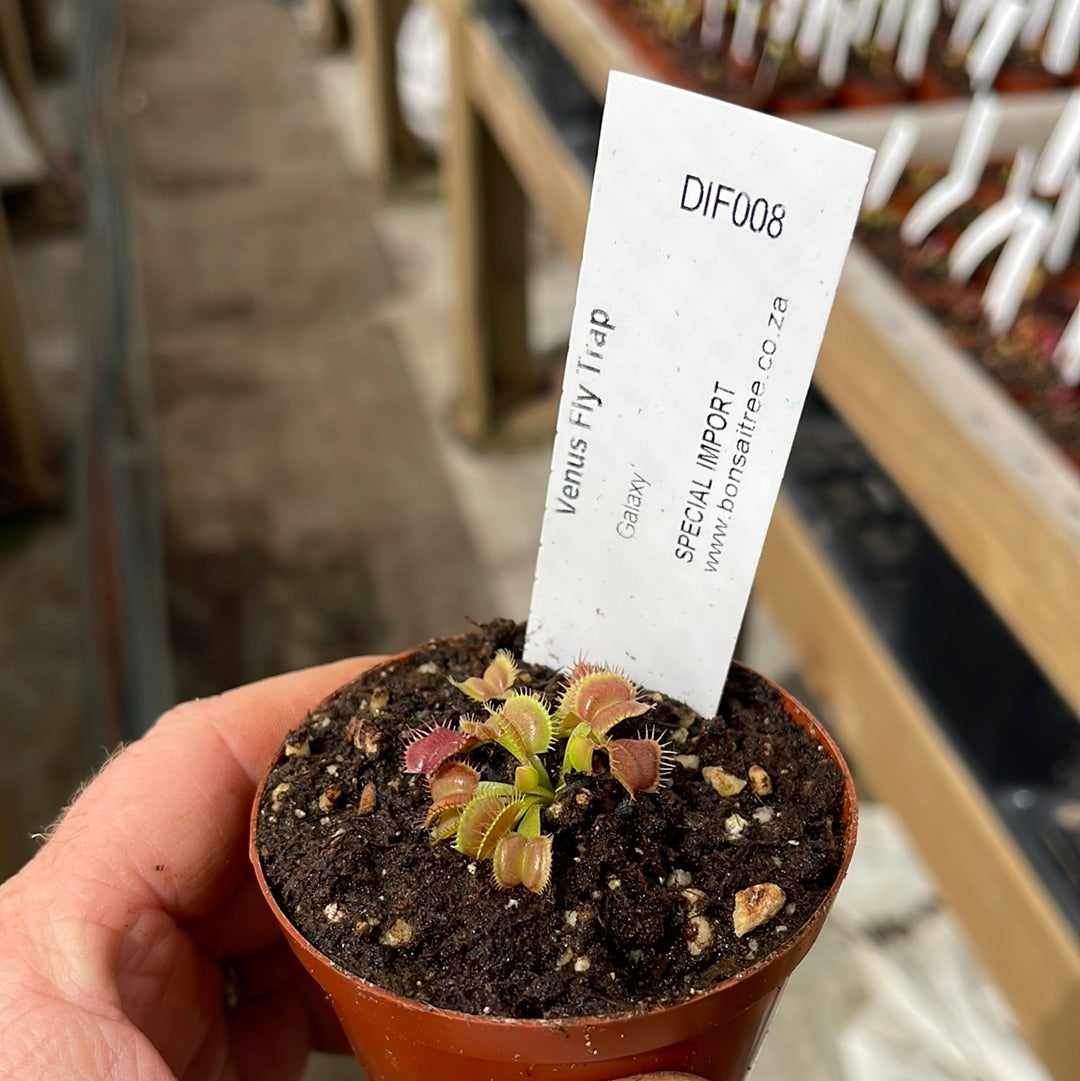 Venus Fly Trap, 'Galaxy.' Special Import. - 2 year old plant. 7.5cm plastic container. - Carnivorous Plant