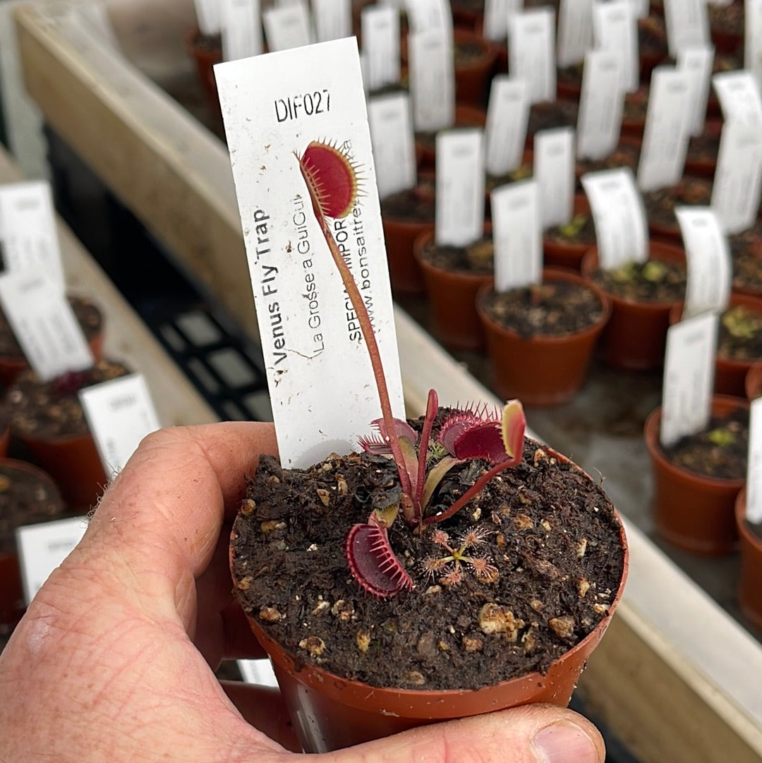 Venus Fly Trap, 'La Grosse a GuiGui.' Special Import. - 2 year old plant. 7.5cm plastic container. - Carnivorous Plant