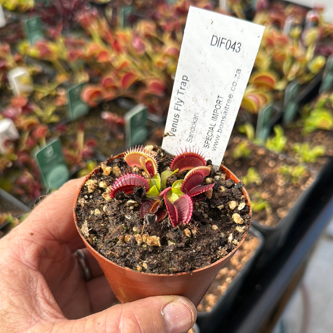 Venus Fly Trap, 'Sandokan.' Special Import. - 2 year old plant. 7.5cm plastic container. - Carnivorous Plant