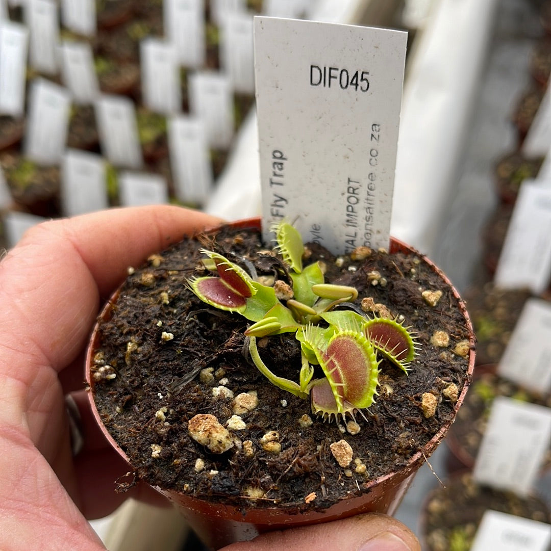 Venus Fly Trap, 'Gargoyle.' Special Import. - 2 year old plant. 7.5cm plastic container. - Carnivorous Plant