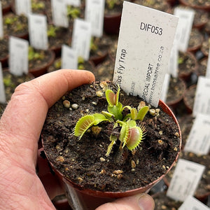 Venus Fly Trap, 'Quasar.' Special Import. -  2 year old plant. 7.5cm plastic container. - Carnivorous Plant