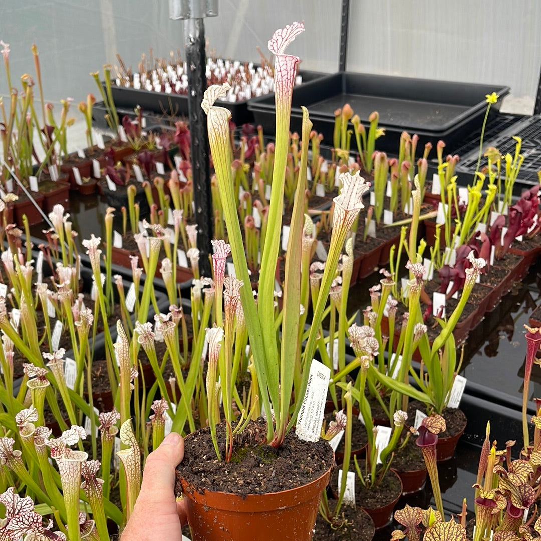 Trumpet Pitcher, Sarracenia 'Leucophylla var.alba seedling 13 #10.' Special Import. by Sarracenia