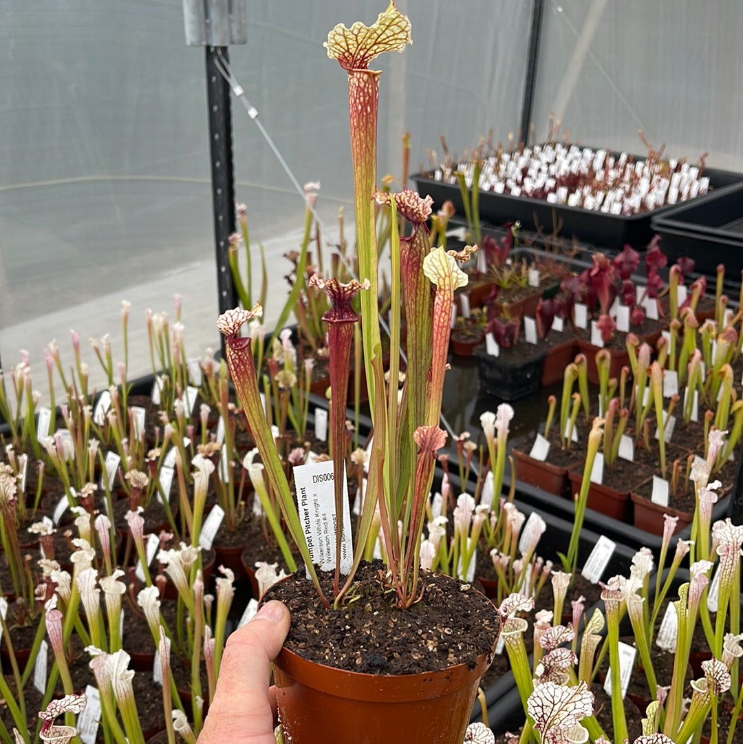 Trumpet Pitcher, Sarracenia 'Wilkerson White Knight x Wilkerson Red #4.' Special Import. by Sarracenia