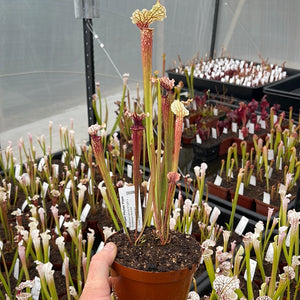 Trumpet Pitcher, Sarracenia 'Wilkerson White Knight x Wilkerson Red #4.' Special Import. -  Medium to Large plant. 12cm plastic container. - Carnivorous Plant