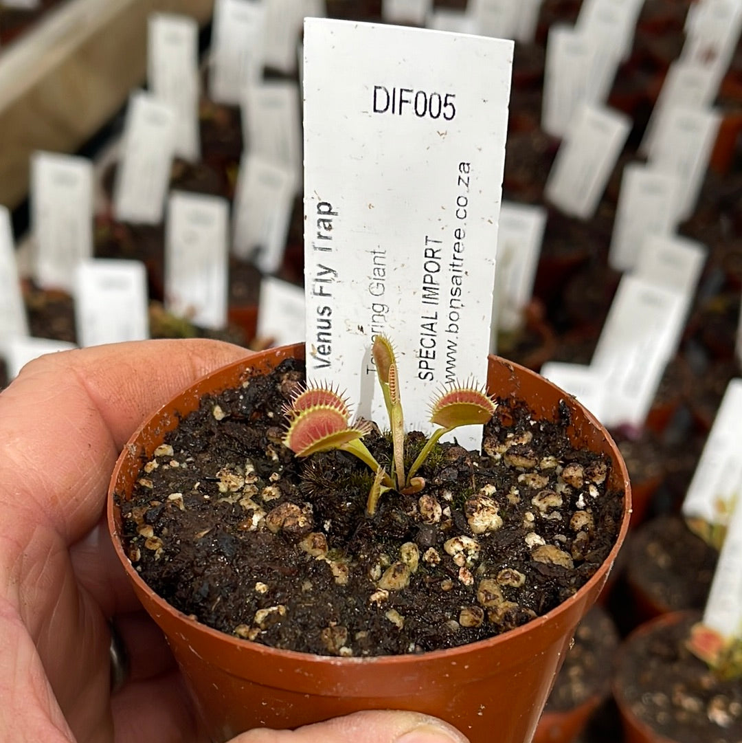 Venus Fly Trap, 'Towering Giant.' Special Import. - 2 year old plant. 7.5cm plastic container. - Carnivorous Plant