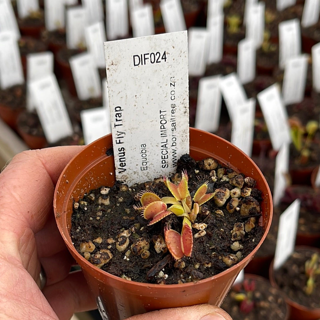 Venus Fly Trap, 'Equobia.' Special Import. - 2 year old plant. 7.5cm plastic container. - Carnivorous Plant