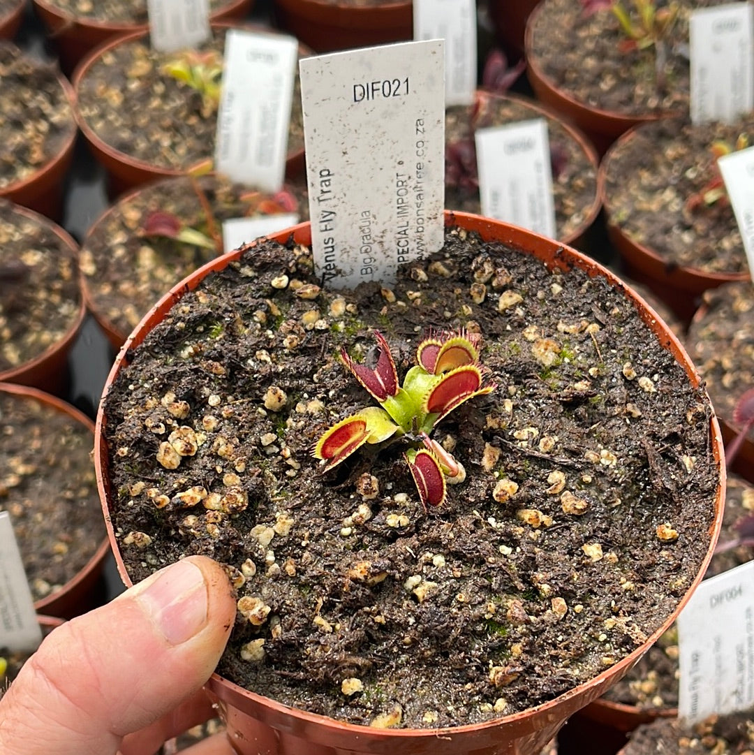 Venus Fly Trap, 'Big Dracula.' Collectible import. -   - Carnivorous Plant