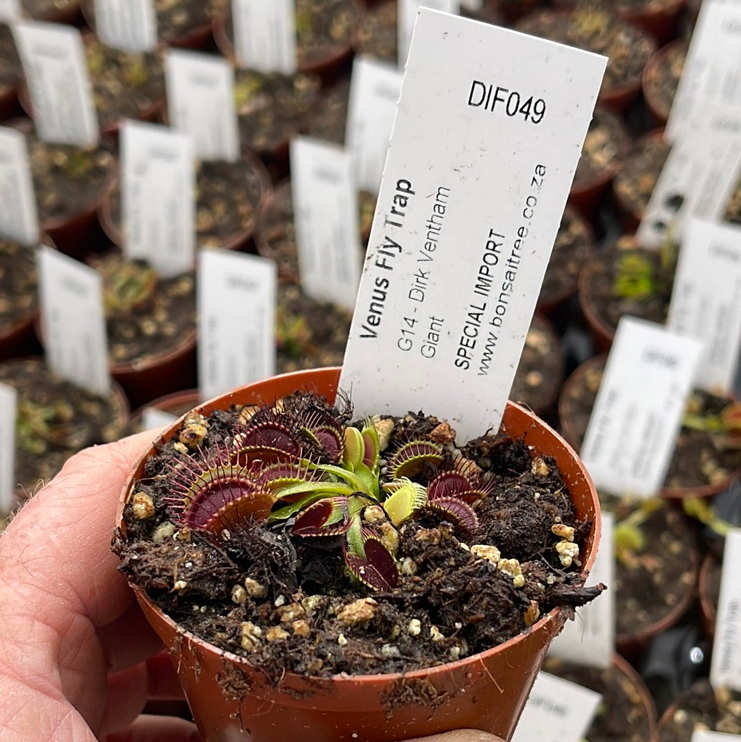 Venus Fly Trap, 'G14 - Dirk Ventham Giant.' Special Import. by Venus Fly Trap