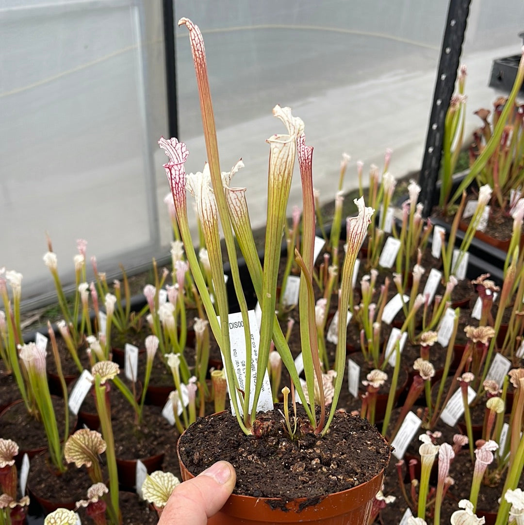 Trumpet Pitcher, Sarracenia 'Leucophylla var.alba seedling 13 #5.' Special Import. by Sarracenia
