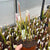 Trumpet Pitcher, Sarracenia 'Leucophylla var.alba seedling 13 #5.' Special Import. -  Medium to Large plant. 12cm plastic container. - Carnivorous Plant