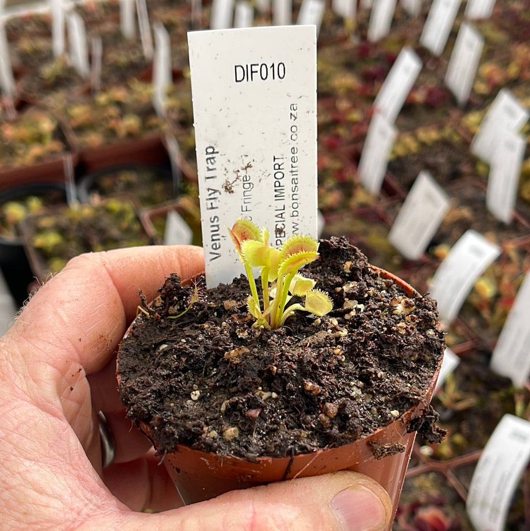 Venus Fly Trap, 'Lunatic Fringe.' Special Import. - 2 year old plant. 7.5cm plastic container. - Carnivorous Plant
