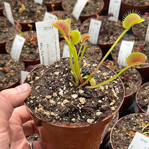 Venus Fly Trap, 'Daddy Long Legs' -  3 years or older. 12cm plastic container. - Carnivorous Plant