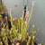 Trumpet Pitcher, Sarracenia 'Sl61 Cedric x Leucophylla hybrid HA20A #9.' Special Import. -  Medium to Large plant. 12cm plastic container. - Carnivorous Plant
