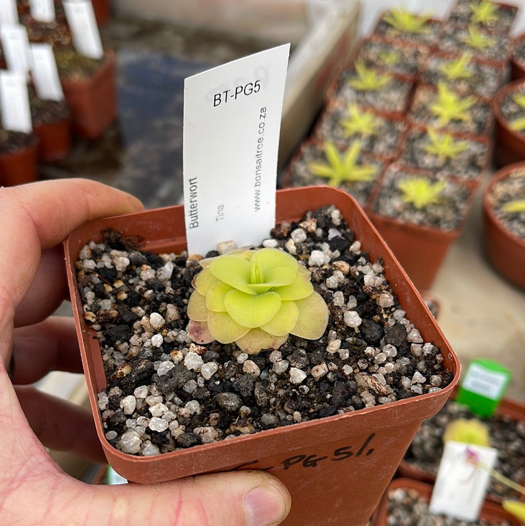 Butterwort, Pinguicula 'Tina' -   - Carnivorous Plant