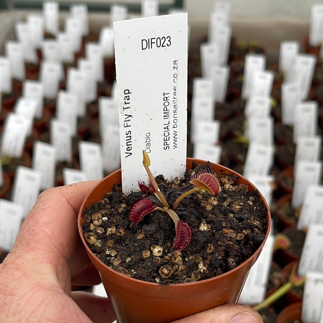 Venus Fly Trap, 'Diablo.' Special Import. - 2 year old plant. 7.5cm plastic container. - Carnivorous Plant