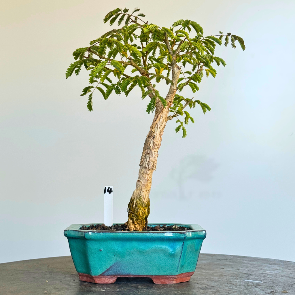 Acacia galpinii, Monkey Thorn