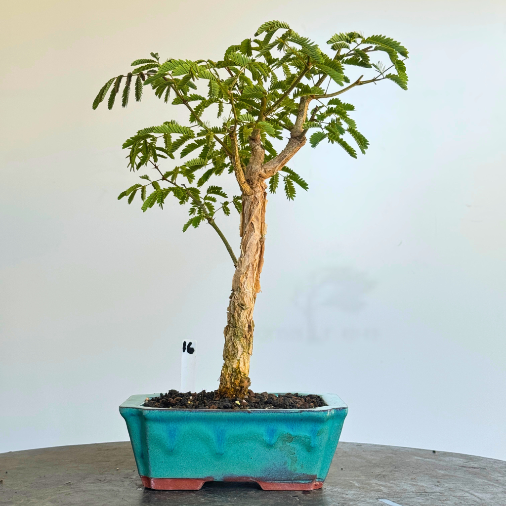 Acacia galpinii, Monkey Thorn