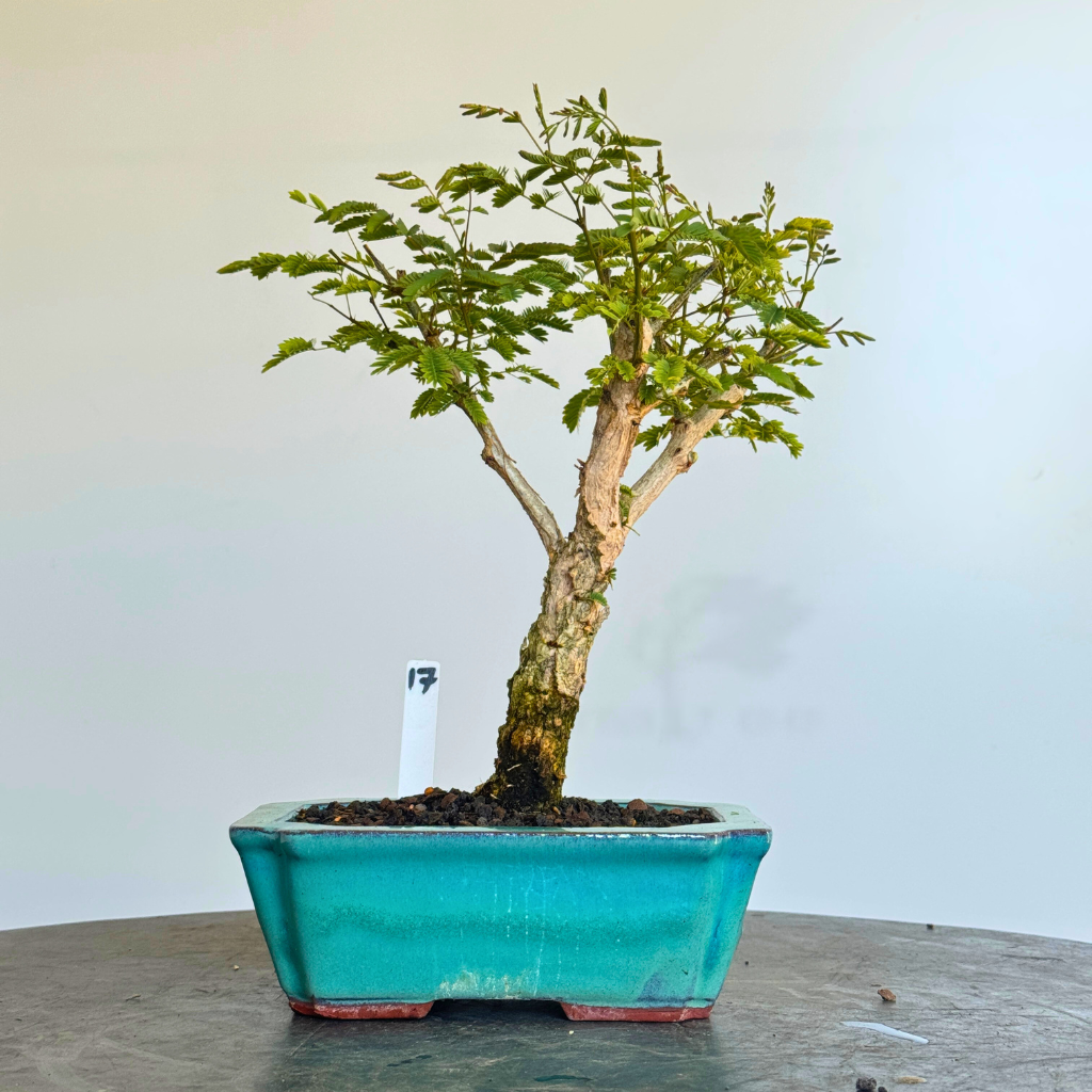 Acacia galpinii, Monkey Thorn