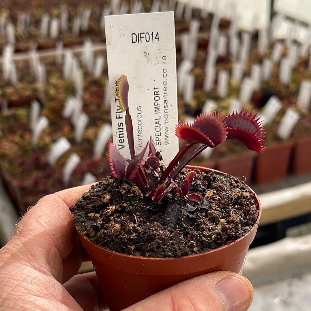 Venus Fly Trap, 'Amteborous.' Special Import. - 2 year old plant. 7.5cm plastic container. - Carnivorous Plant