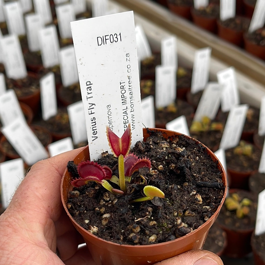 Venus Fly Trap, 'Supernova.' Special Import. - 2 year old plant. 7.5cm plastic container. - Carnivorous Plant