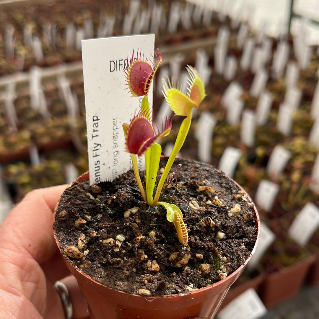 Venus Fly Trap, 'WIP long snapper.' Special Import. - 2 year old plant. 7.5cm plastic container. - Carnivorous Plant