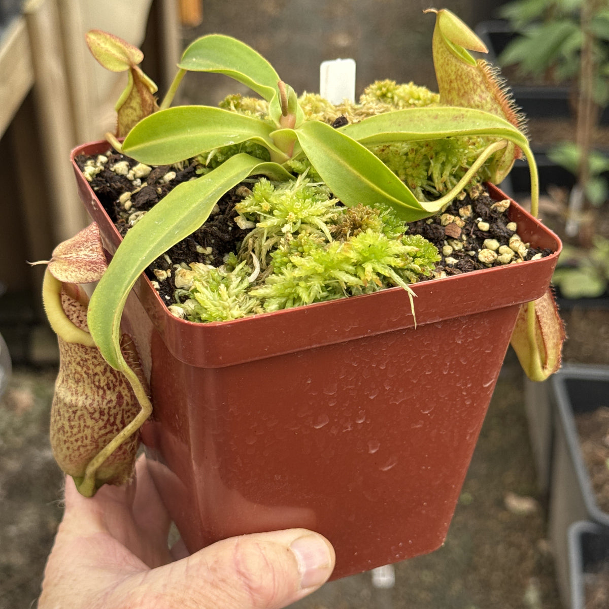 Tropical Pitcher, Nepenthes 'spathulata x spectabilis,' BE-3314 by Nepenthes