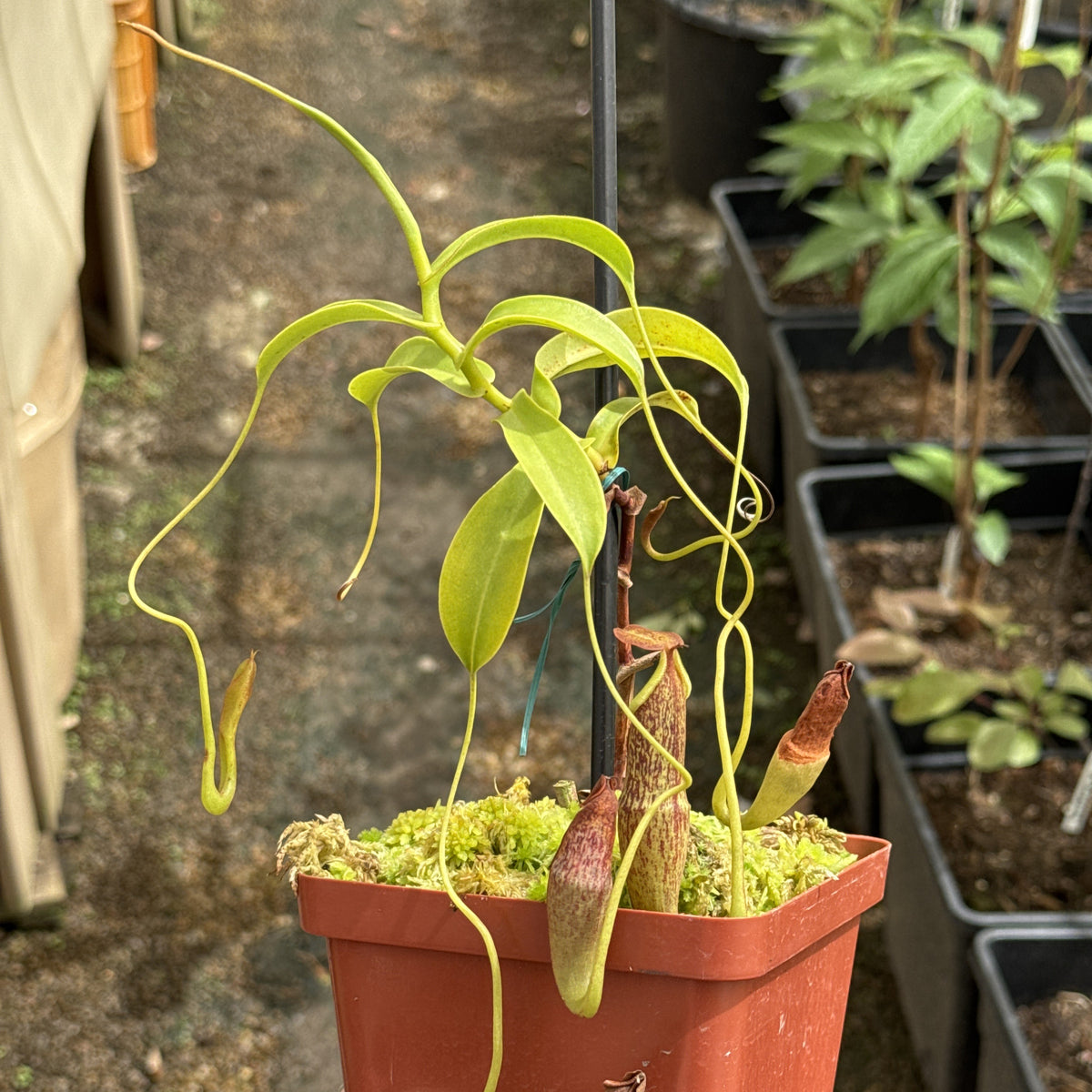 Tropical Pitcher, Nepenthes 'spathulata x spectabilis,' BE-3314 - Large - Carnivorous Plant