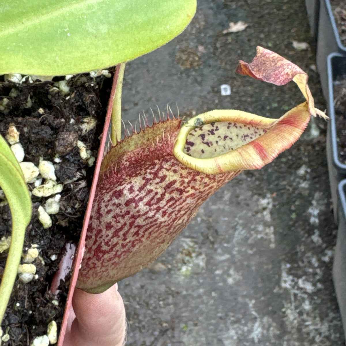 Tropical Pitcher, Nepenthes 'spathulata x spectabilis,' BE-3314 - - Carnivorous Plant