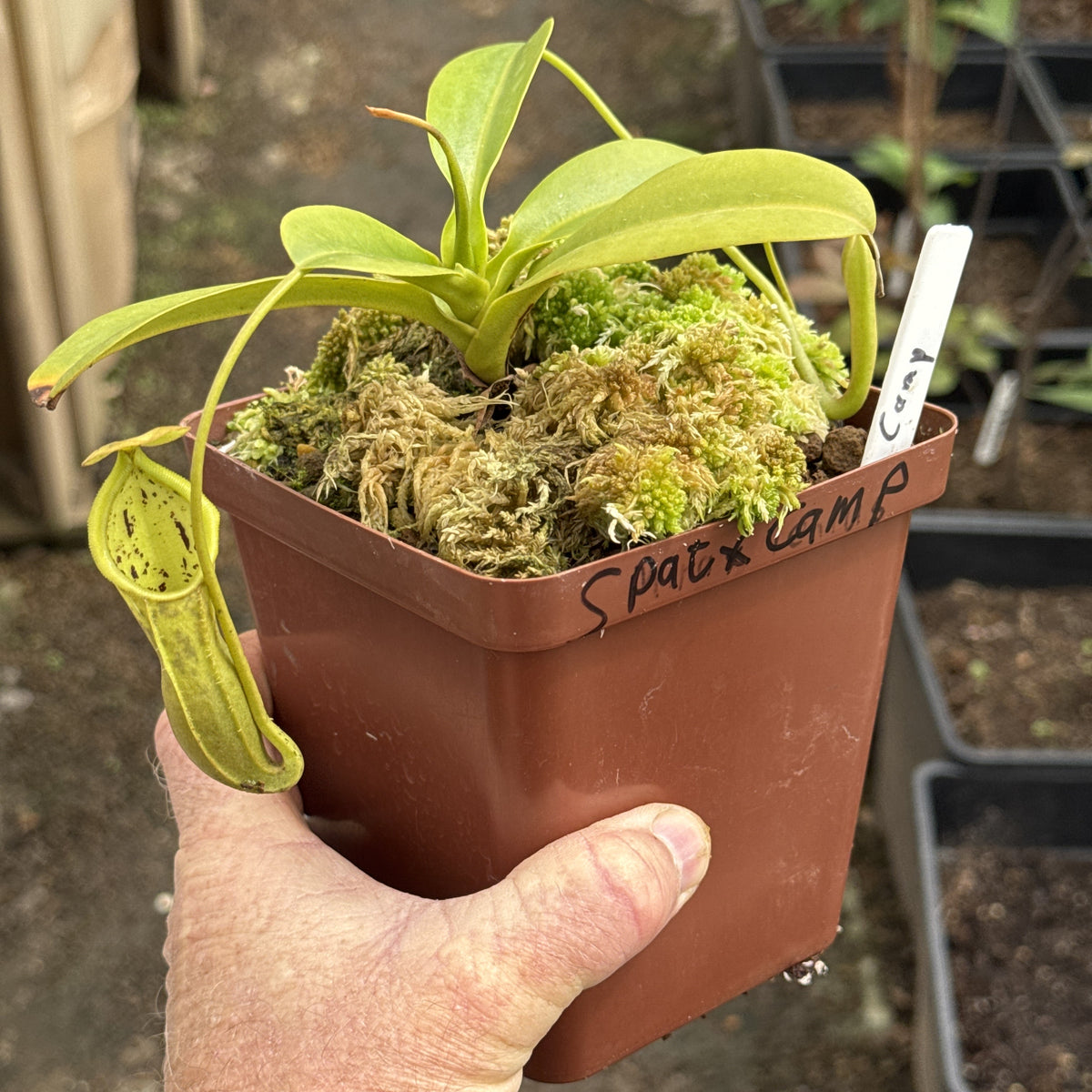 Tropical Pitcher, Nepenthes 'spathulata x campanulata,' BE-3485 by Nepenthes