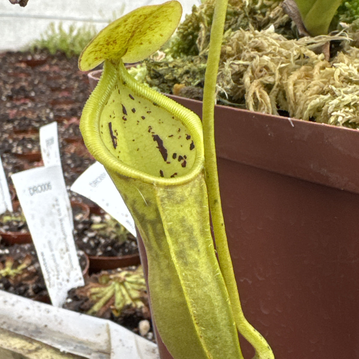 Tropical Pitcher, Nepenthes 'spathulata x campanulata,' BE-3485 by Nepenthes