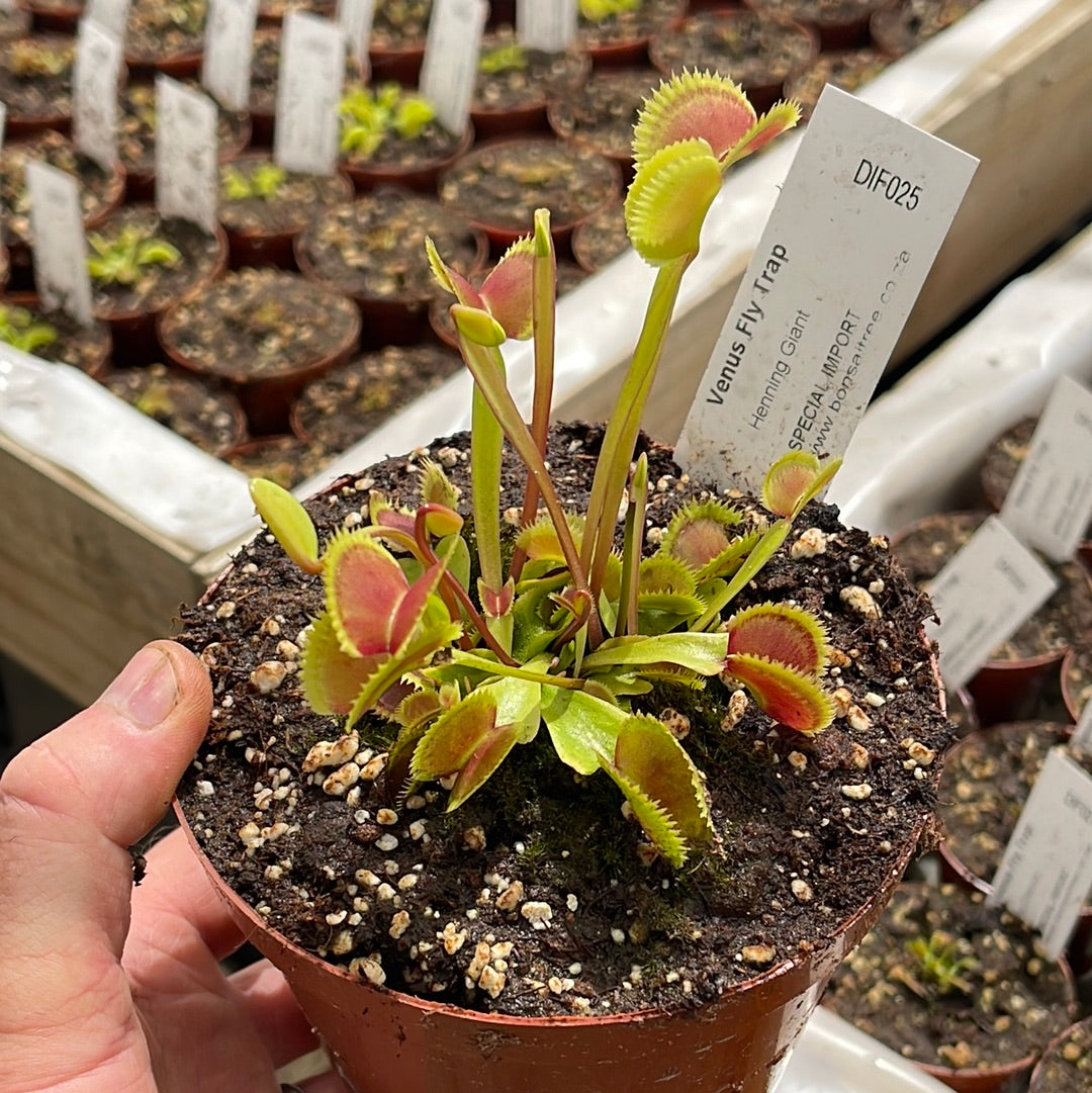 Venus Fly Trap, 'Henning Giant.' Special Import. - 2 year old plant. 7.5cm plastic container. - Carnivorous Plant