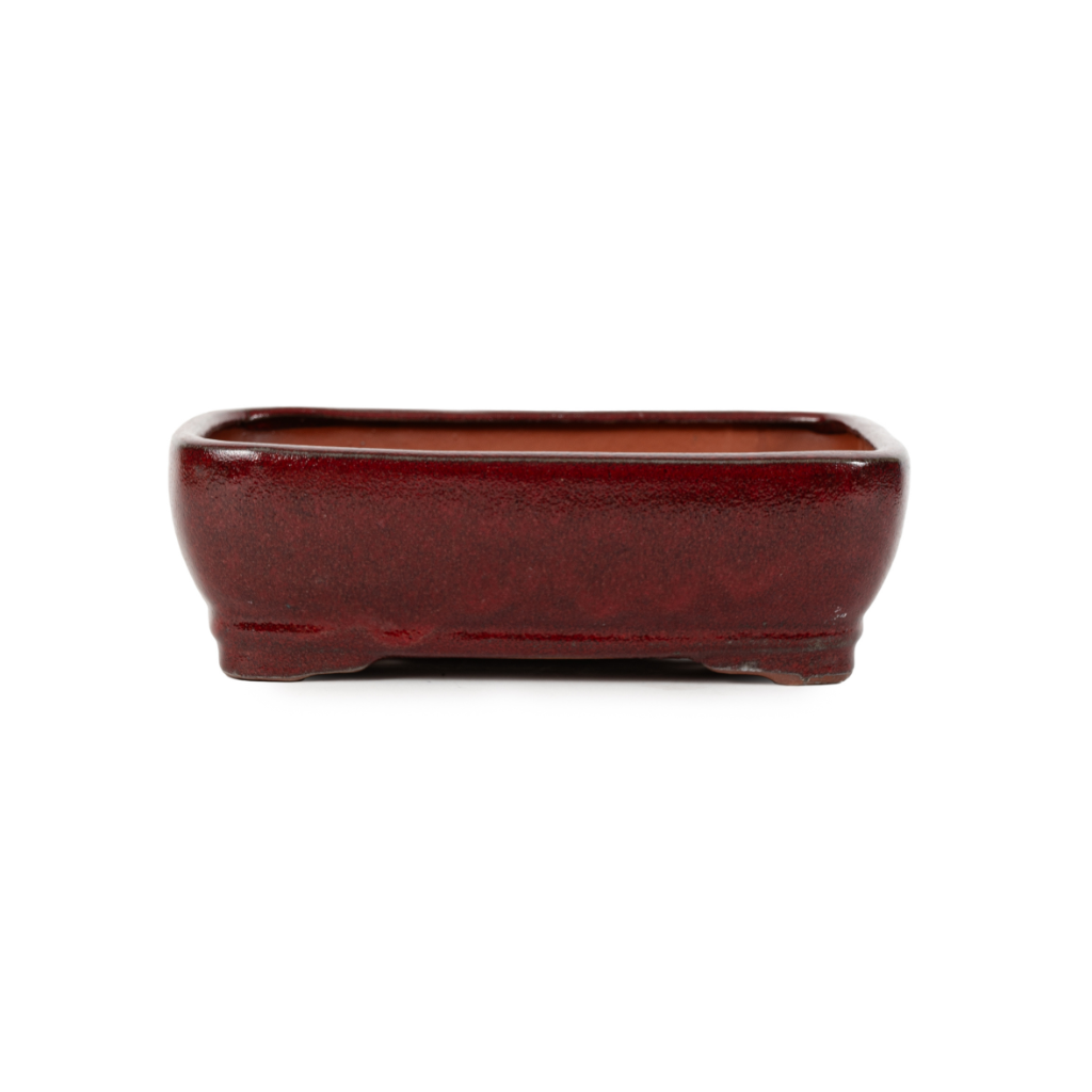 Assorted Glazed Bonsai Pots, 10" - Maroon- Red Rectangular 27 x 21 x 8cm - Pots