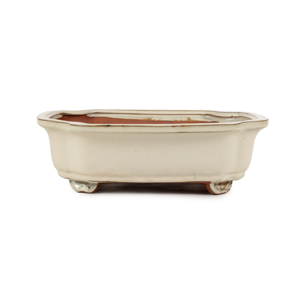 Assorted Glazed Bonsai Pots, 12" - Ivory Rectangle 30 x 26 x 10cm - Pots